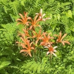 image0.jpeg