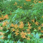 image1.jpeg