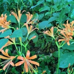image1.jpeg