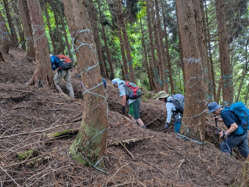 アラキ峠から権現山へ.jpg