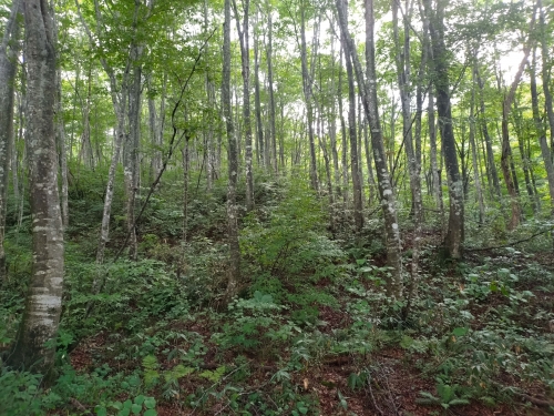 ブナ林.JPG