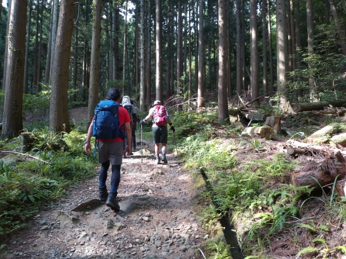 登山口から樹林帯-1.JPG