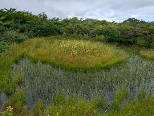 赤池湿原.JPG