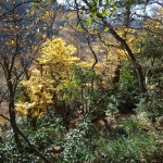 黄色い紅葉.JPG